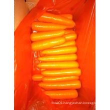 New Crop Good Quality Fresh Carrot